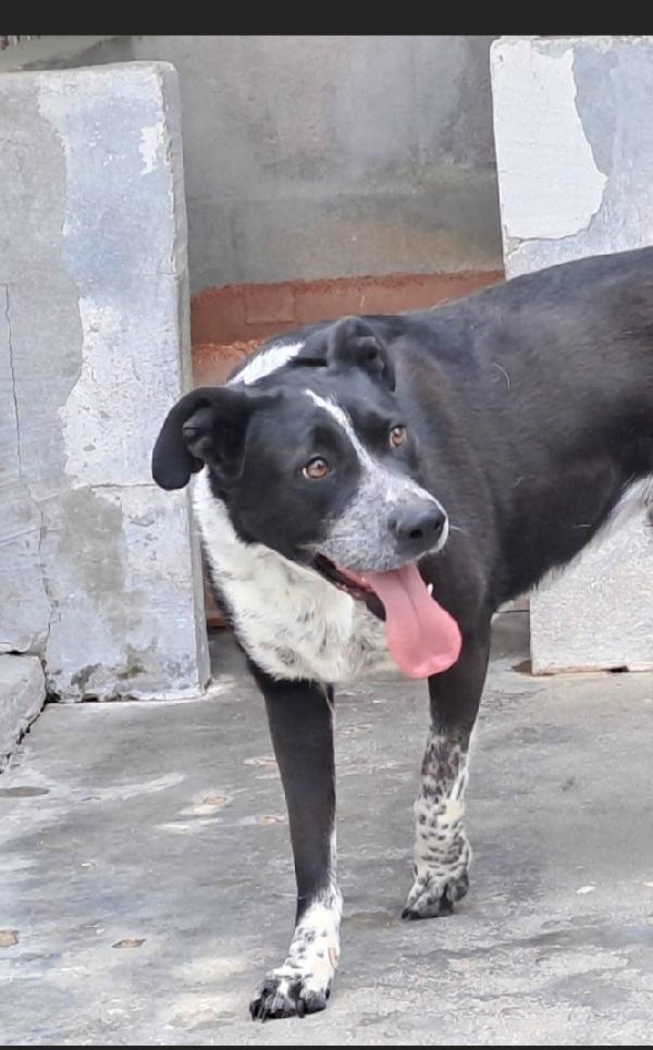 Femmina 4/5anni nera/bianca salvata 3anni fa.PUGLIA Foto 5